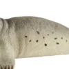 Schleich® Wild Life - Seehund | Teddy Toys Kinderwelt